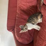 Picture of cat found at Le Bugue