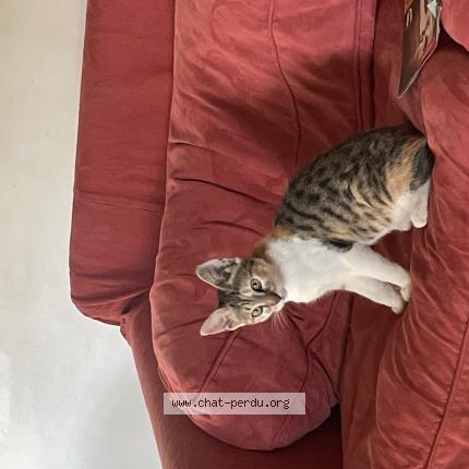 Photo 1/1 Found cat Found in Le bugue