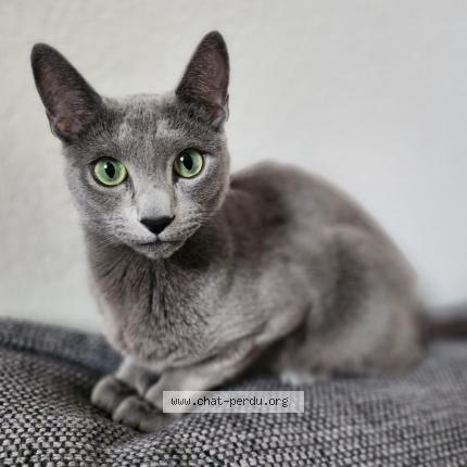 Photo 1/1 Thal Chat lost in Maxilly sur leman