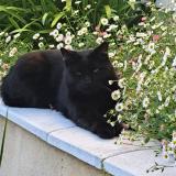 Picture of cat lost at La Rochelle