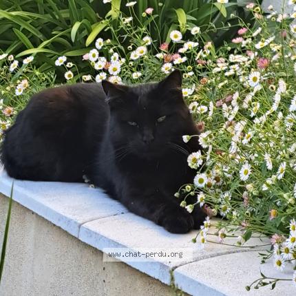 Photo 1/1 Mishka Chat lost in La rochelle