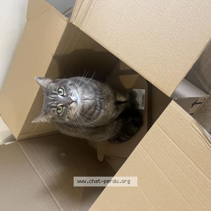 Photo 1/1 Ponponette Chat lost in Lardy