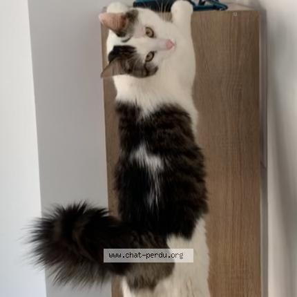 Photo 1/1 Yumi Chat lost in Blois