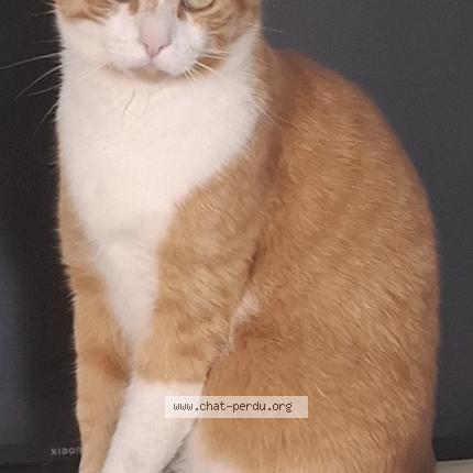 Photo 1/1 Salsa Chat lost in Tacoignieres