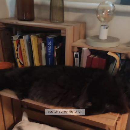 Photo 1/1 Châtaigne Chat lost in Dijon