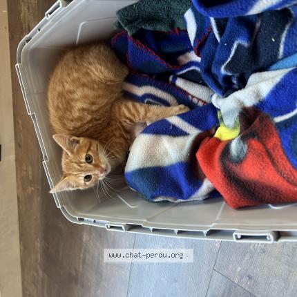 Photo 1/1 Aria Chat lost in Landerneau