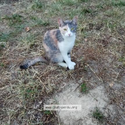 Photo 1/1 OLIANKA Chat lost in Villematier