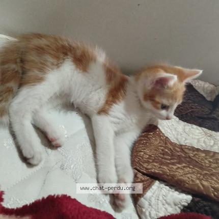 Photo 1/1 Lolo Chat lost in Anderlecht