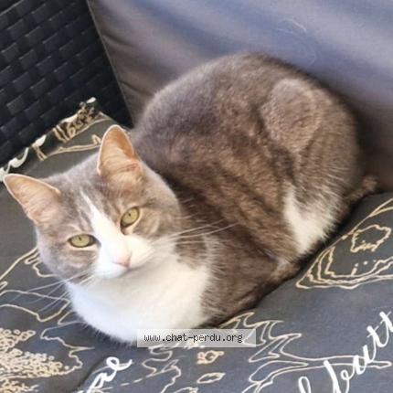 Photo 1/1 Perle Chat lost in Aire sur la lys