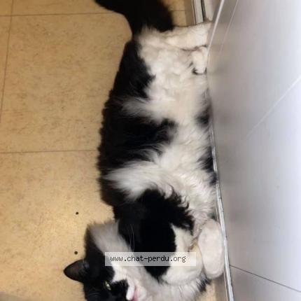 Photo 1/1 Pistoufle Chat lost in Aubagne