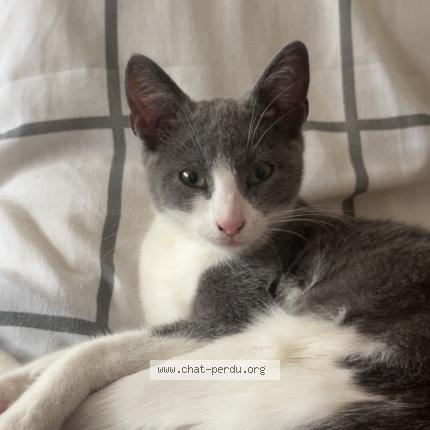 Photo 1/1 Alma Chat lost in Nice