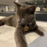 Picture of cat lost at Chenove