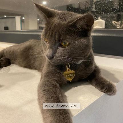 Photo 1/1 Yano Chat lost in Chenove