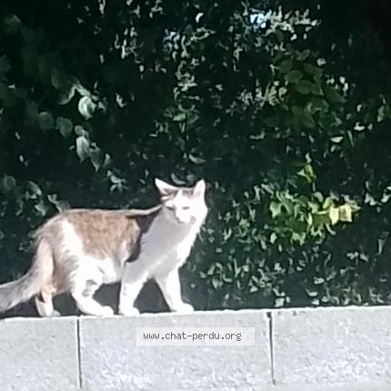 Photo 1/1 Tara Chat lost in Verines