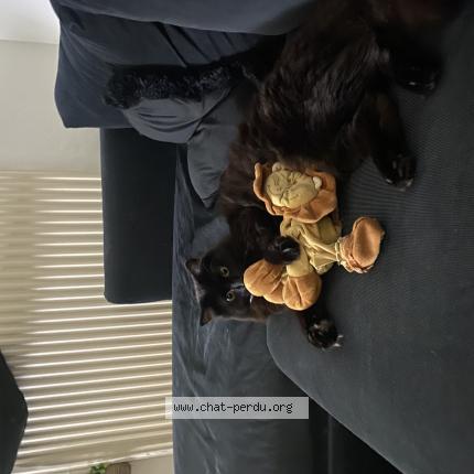 Photo 1/1 Kekette Chat lost in Nancy