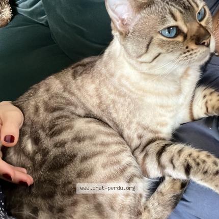 Photo 1/1 Swann Chat lost in Avallon