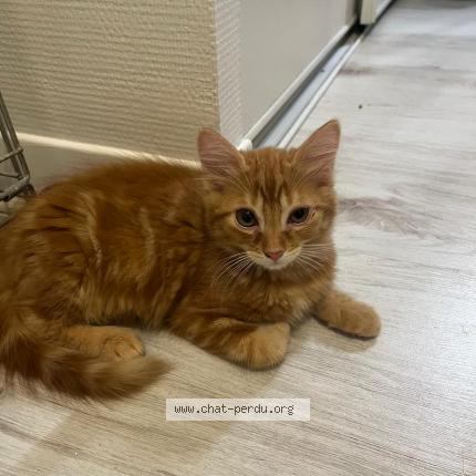 Photo 1/1 Biggy Chat lost in Rive de gier