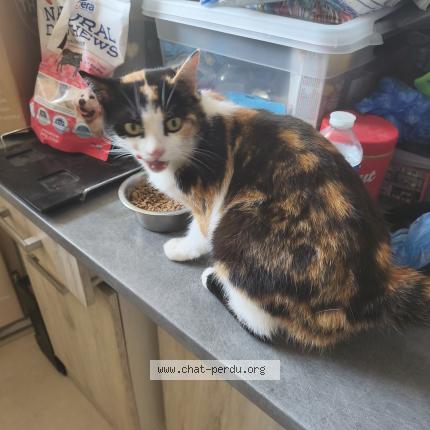 Photo 1/1 Clochette Chat lost in Chailland