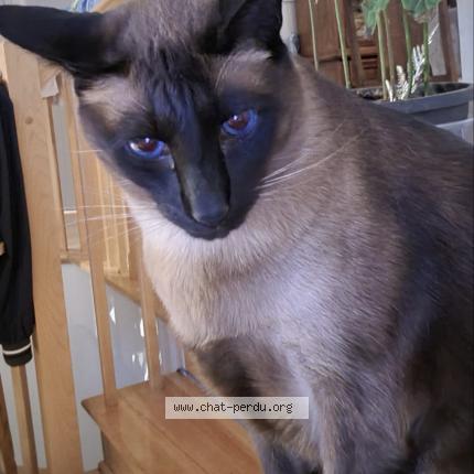 Photo 1/1 Found cat Found in 2110 rue caroline beique