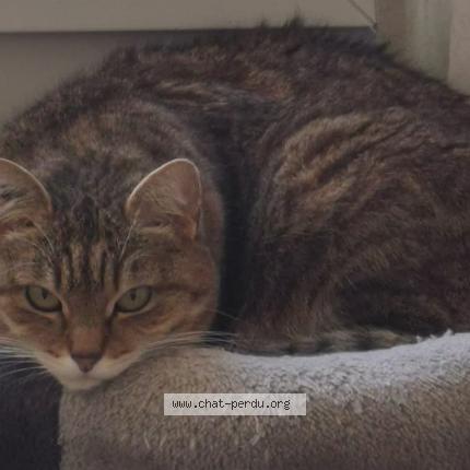 Photo 1/1 Tigresse Chat lost in Crecy la chapelle