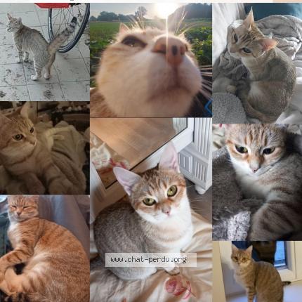 Photo 1/1 Pépito Chat lost in Les trois moutiers