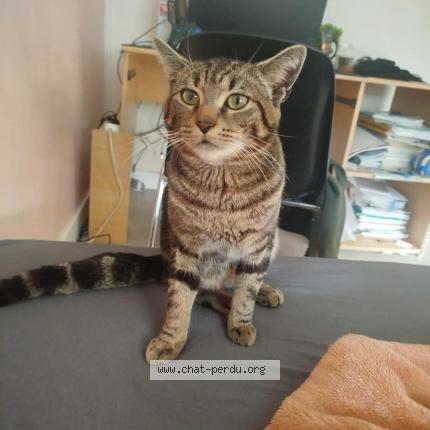 Photo 1/1 Hector Chat lost in Le mans