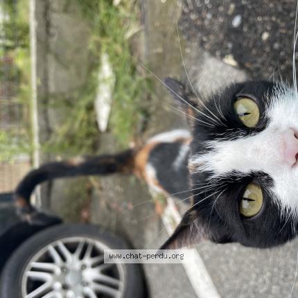 Photo 1/1 Found cat Found in Toulouse