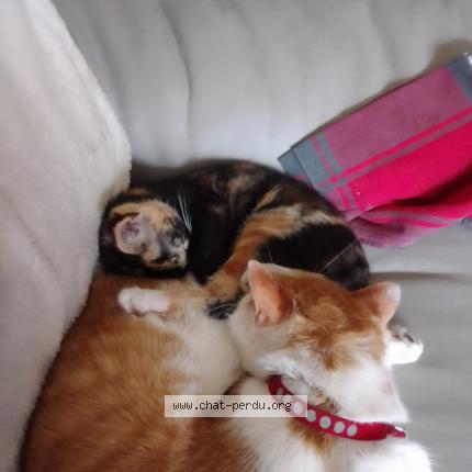 Photo 1/1 Spydi Chat lost in Brest