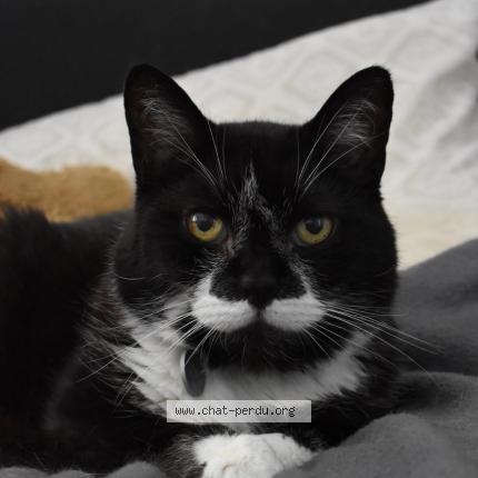 Photo 1/1 Tonic Chat lost in Vaumoise