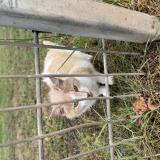 Picture of cat found at Wasquehal