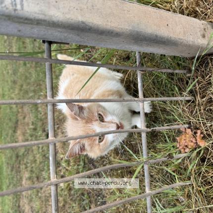 Photo 1/1 Found cat Found in Wasquehal