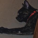 Picture of cat lost at Blain