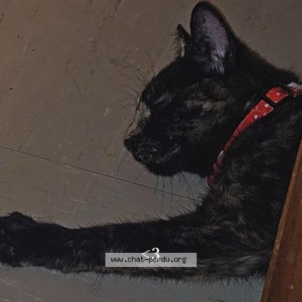 Photo 1/2 Kiara Chat lost in Blain