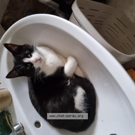 Photo 1/1 Bounty Chat lost in Cereste en luberon