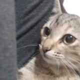 Picture of cat lost at Etang Sale Les Hauts