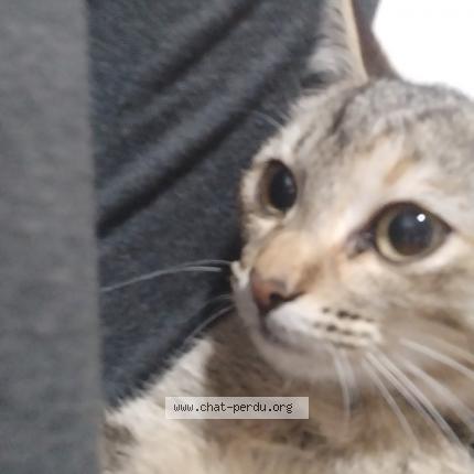 Photo 1/1 Bonnie Chat lost in Etang sale les hauts