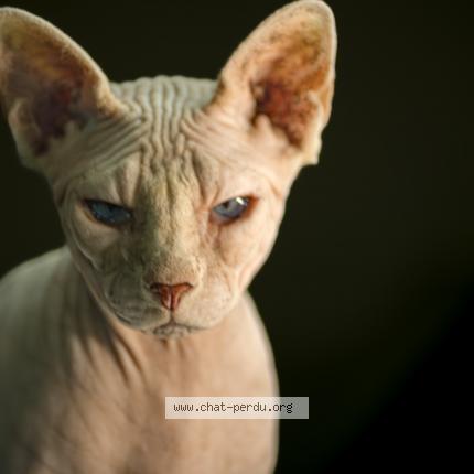 Foto 1/1 Kat teruggevonden Vermist in B 7020 Maisieres
