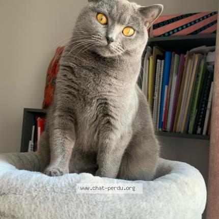 Photo 1/2 Violette Chat lost in Vannes