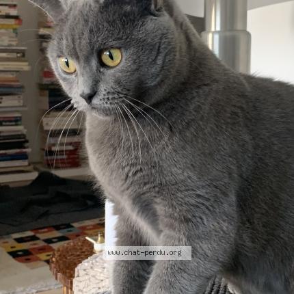 Photo 2/2 Violette Chat lost in Vannes