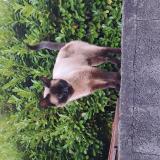 Picture of cat found at Colomiers