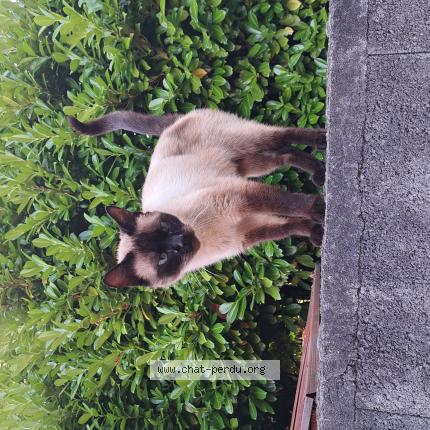 Photo 1/1 Found cat Found in Colomiers