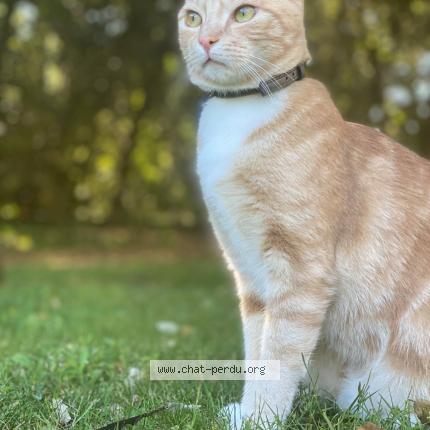 Photo 1/1 Salem Chat lost in Annecy