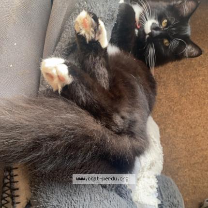 Photo 1/1 Taïro Chat lost in Saint florent le viel