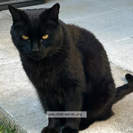 Photo 1/1 Fripouille Chat lost in Saint julien en genevois