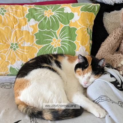 Foto 1/1 Wiedergefundene Katze Verloren in Haute Nendaz