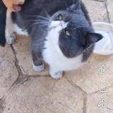 Picture of cat found at Moraleja De Enmedio