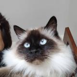 Picture of cat lost at Marseille