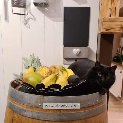 Photo 1/1 Boat Chat lost in Cernex