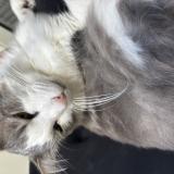 Picture of cat found at Bordeaux