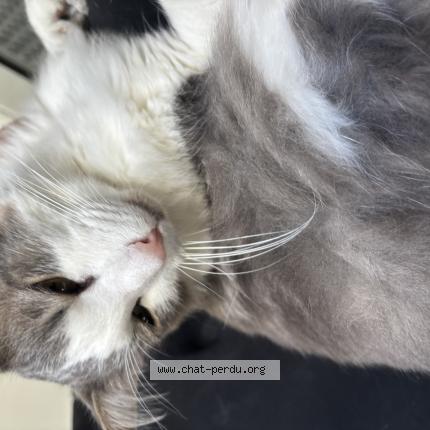 Photo 1/1 Found cat Found in Bordeaux